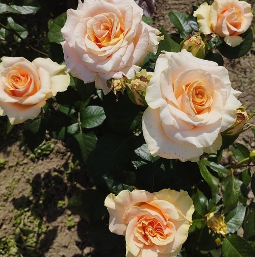 Фенікс (Phoenix)