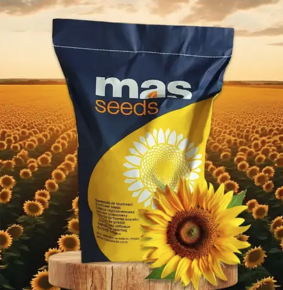 Насіння соняшнику MAS 91.G MAS Seeds, насіння високоврожайного соняшнику Мас сідс