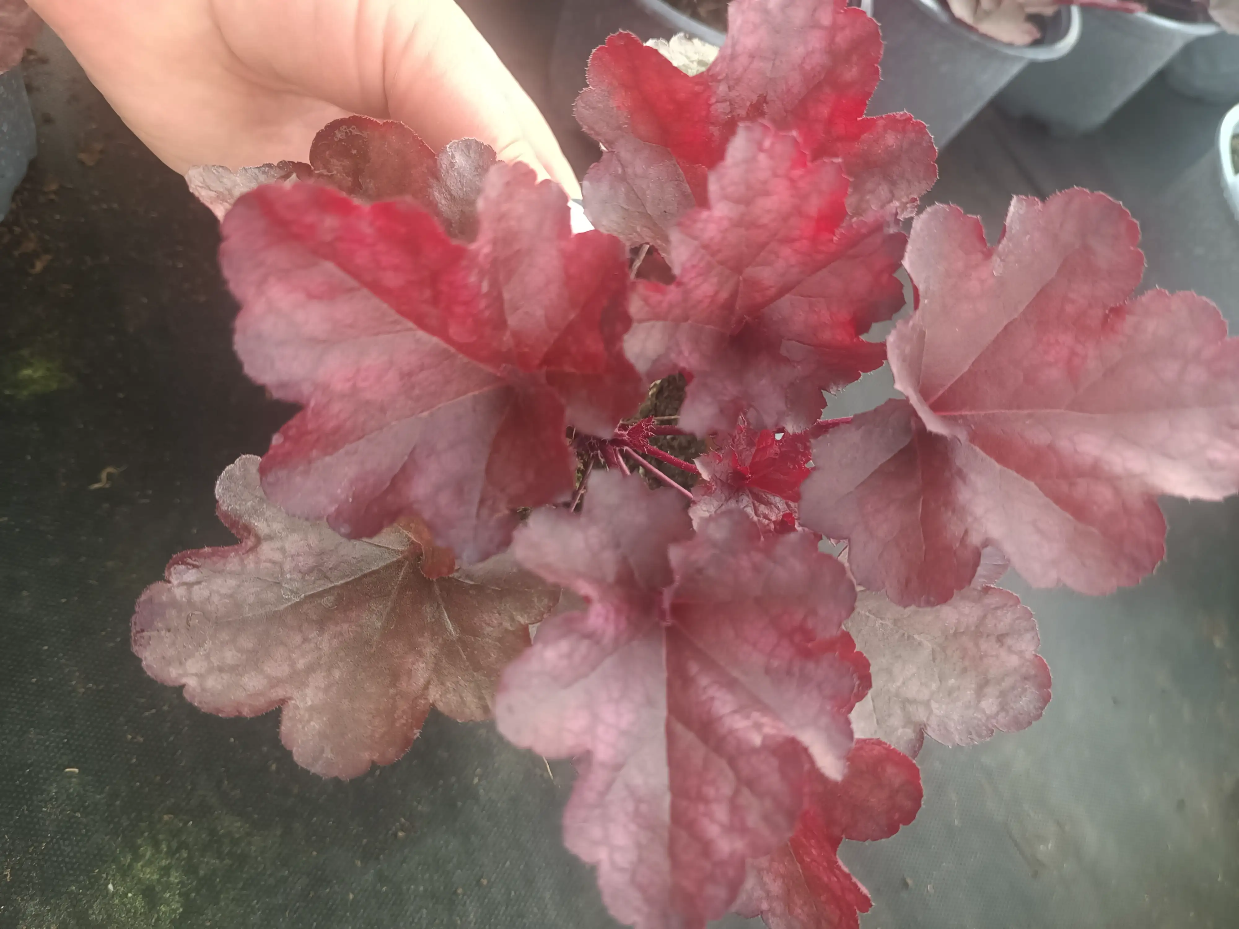 Гейхера World Caffe Vienna у горщику 2л