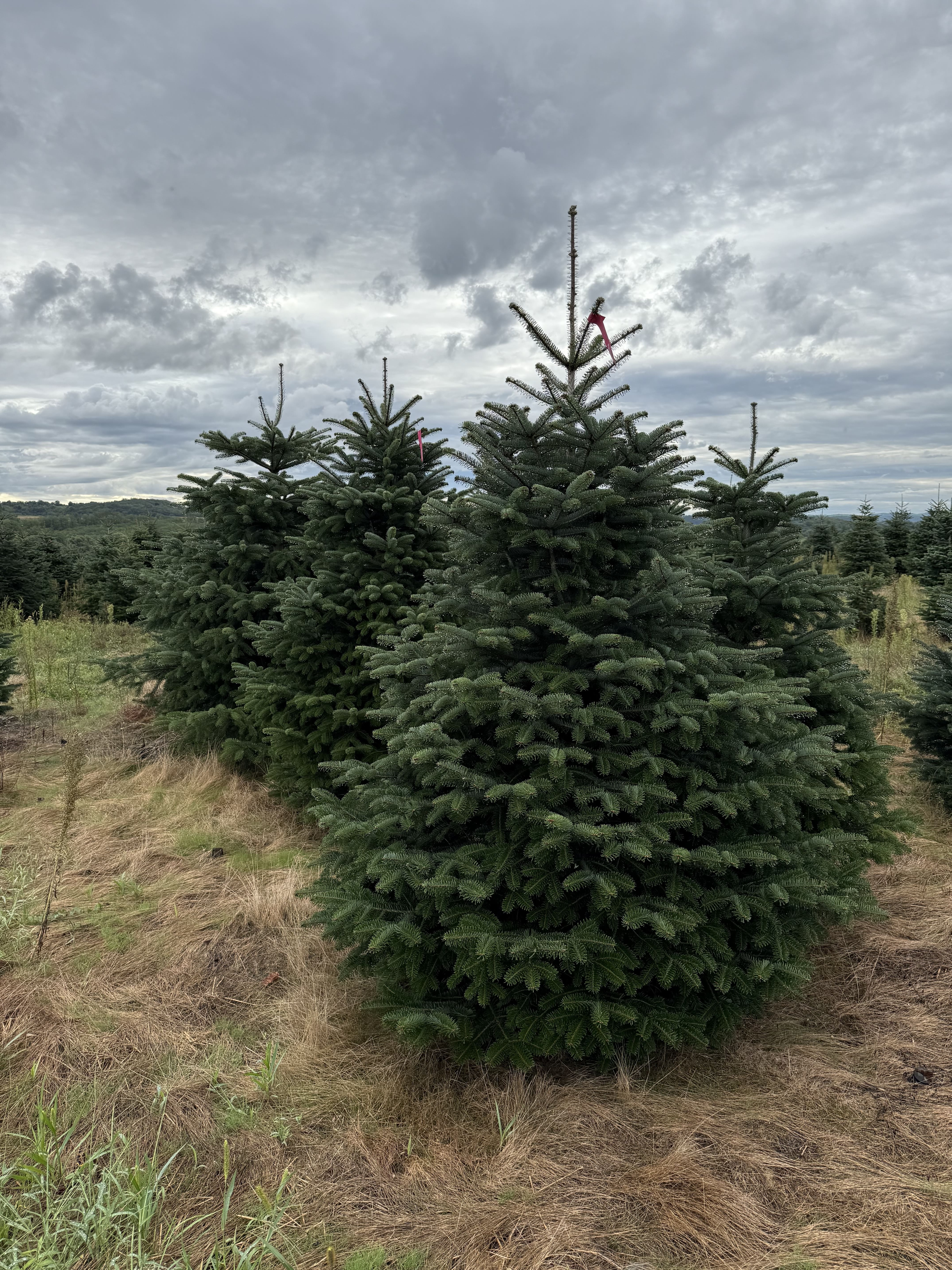 Ялиця Нордман 2-2.25 м