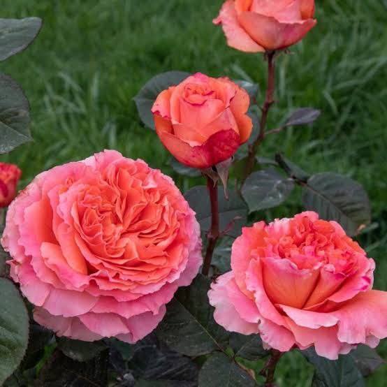 Етруска (Etrusca)