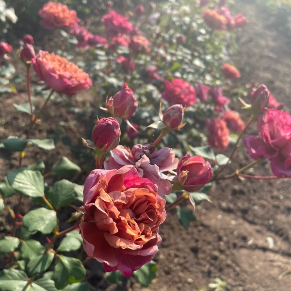 Ча-ча — Cha Cha