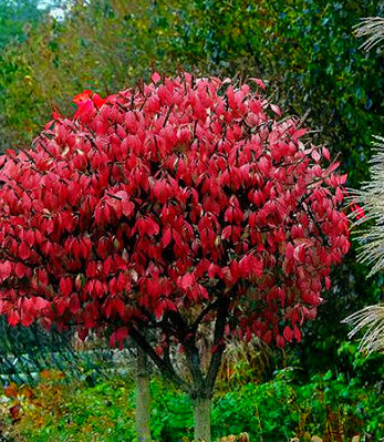 🌿 Бересклет крилатий