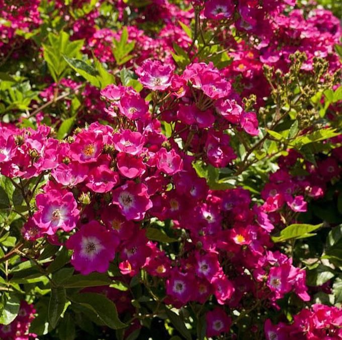 Ред Балерина (Red Ballerina)