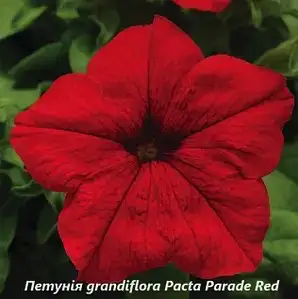 Петунія grandiflora Pacta Parade Red (касетна розсада)