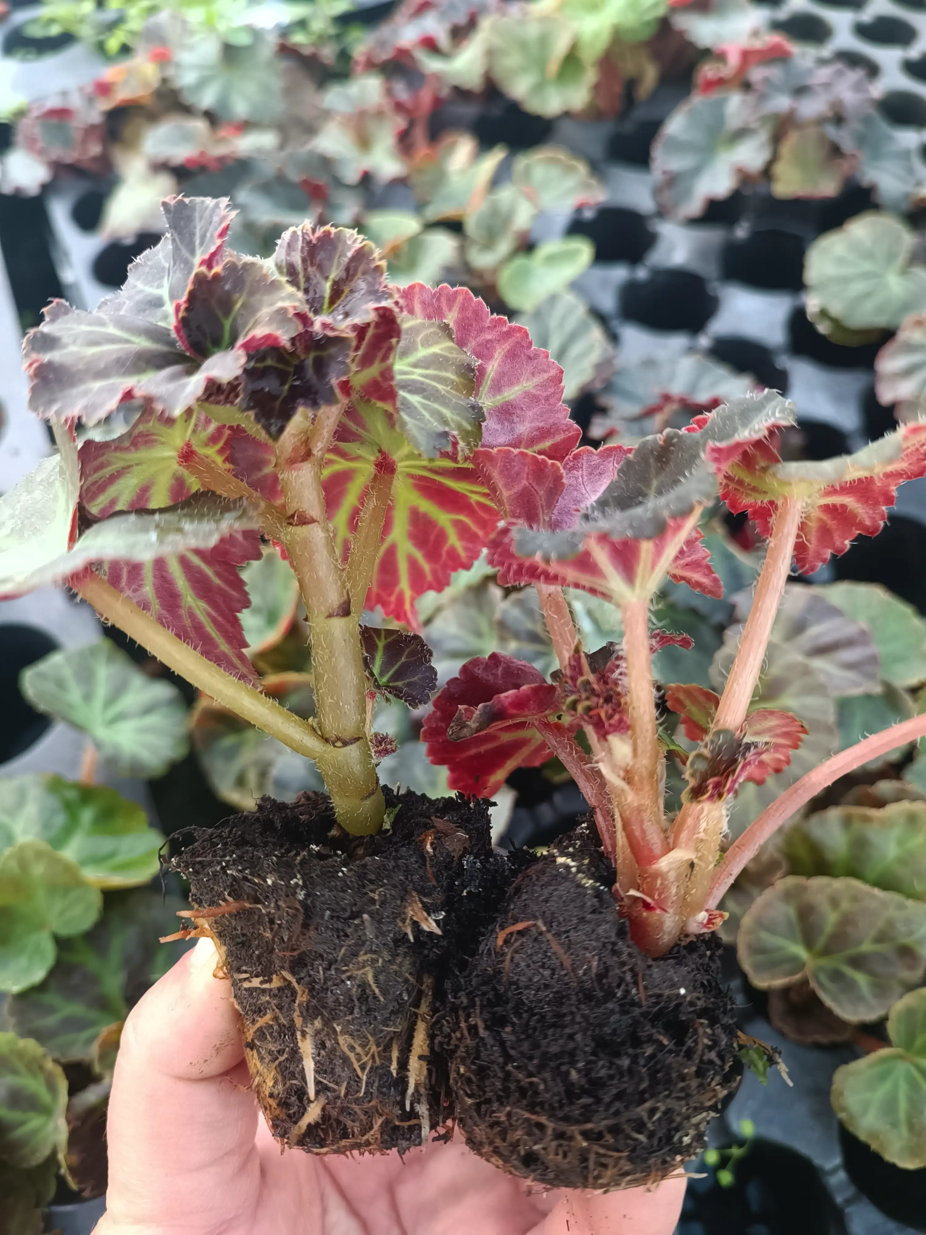 Бегонія Tuberhybrida GO!Early Bright Orange Bronze Leaf (касетна розсада)