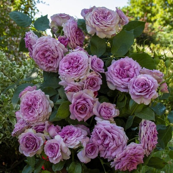 Квік Сільвер — Quicksilver