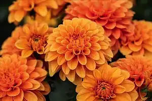 Жоржина Dalina MIDI Paros (касетна розсада)