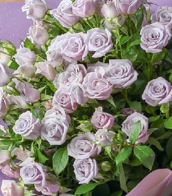 🌹 Троянда спрей "Сільвер Шедоу"