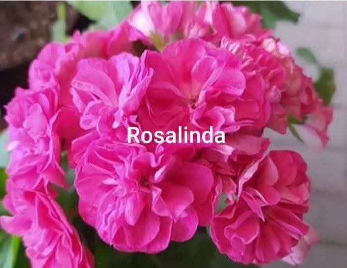 Пеларгонія розебудна Rosalinda  (в горщику )