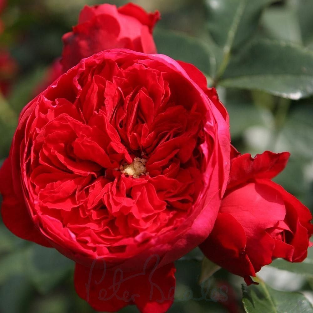 Флорентіна (Florentina)