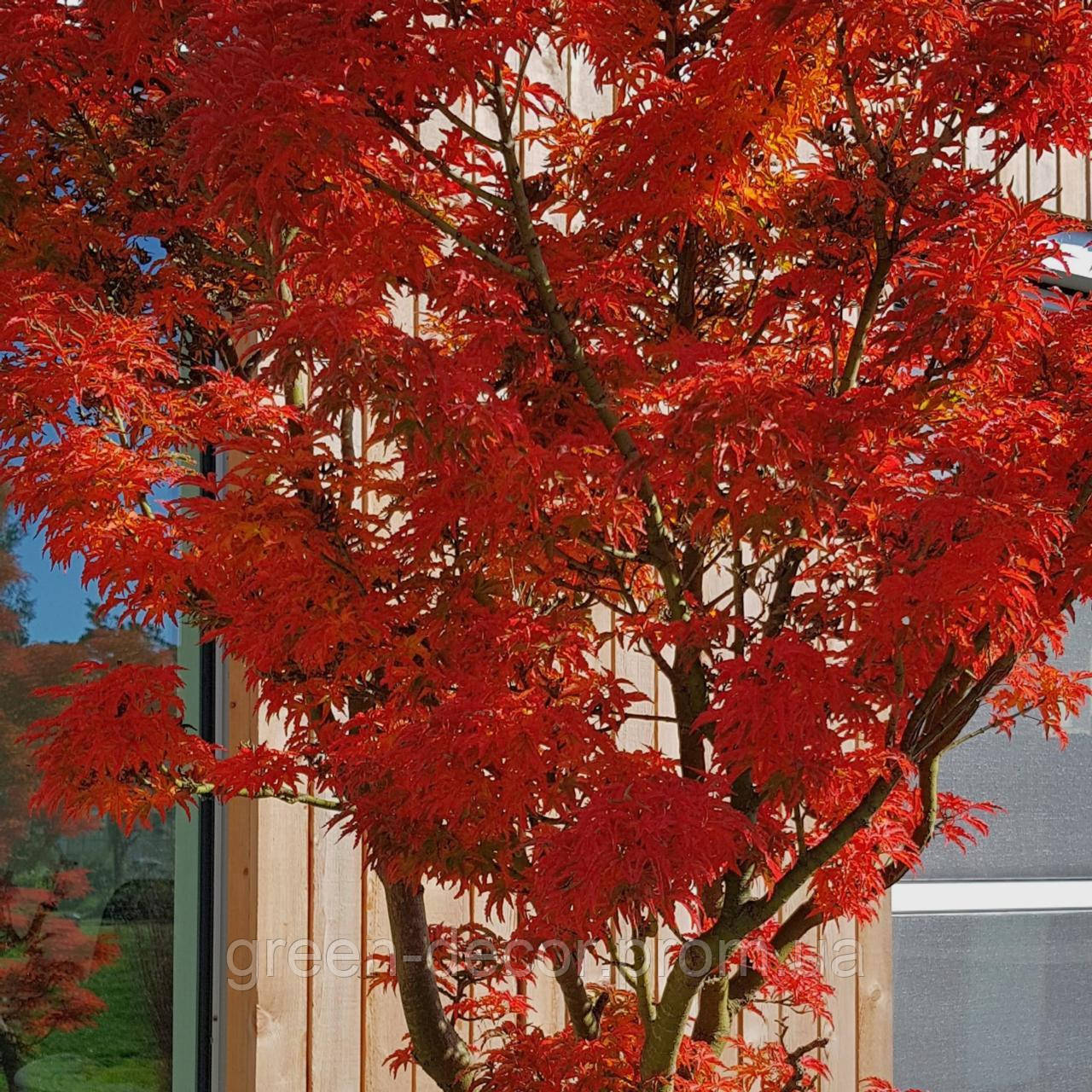 Клен пальчастий "Шишігашіра" Acer palmatum 'Shishigashira / h30-40