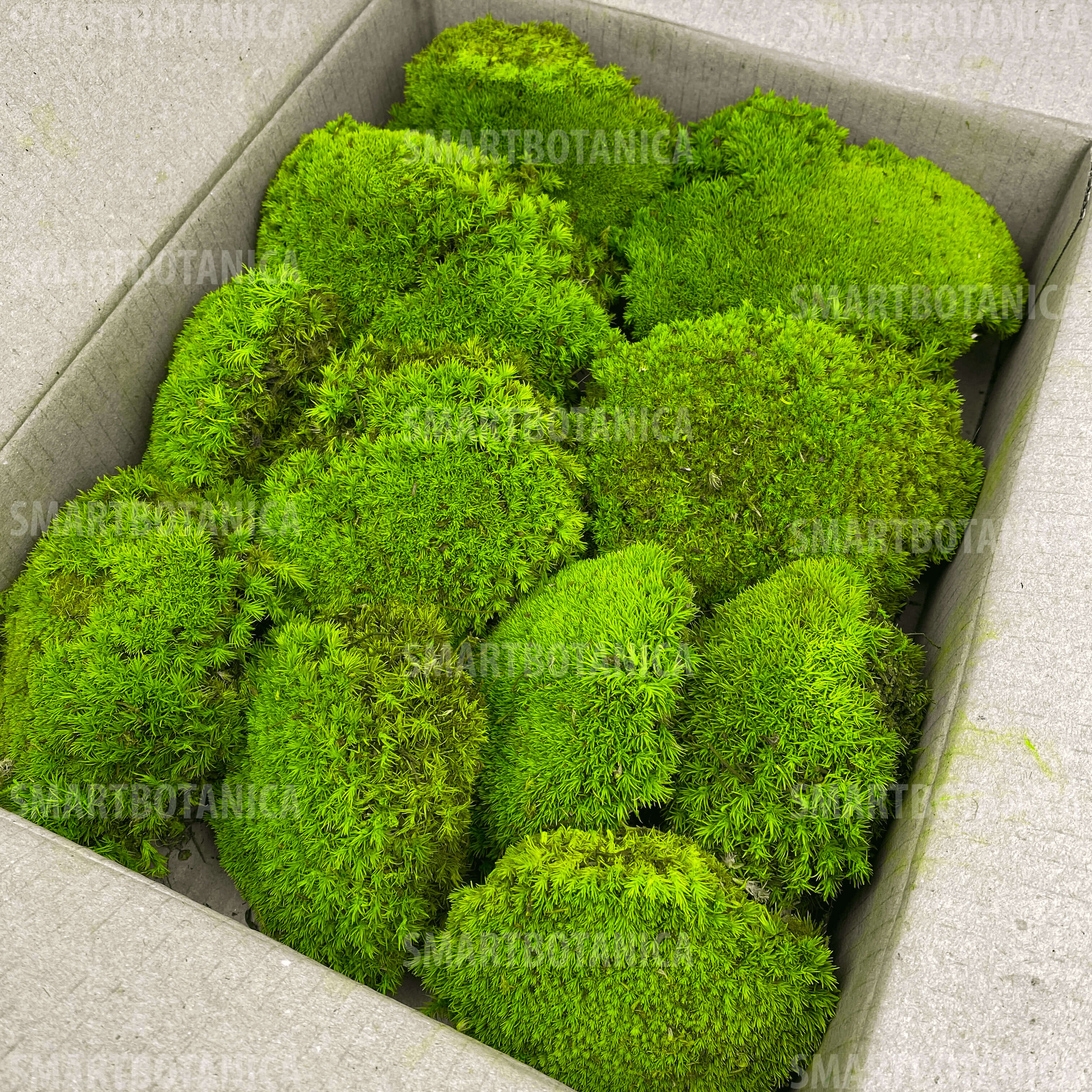 Стабілізований мох Кочковий Lime Green №004 в упаковці