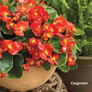 Бегонія вічноквітуча Semperflorens Quick Scarlet (касетна розсада).