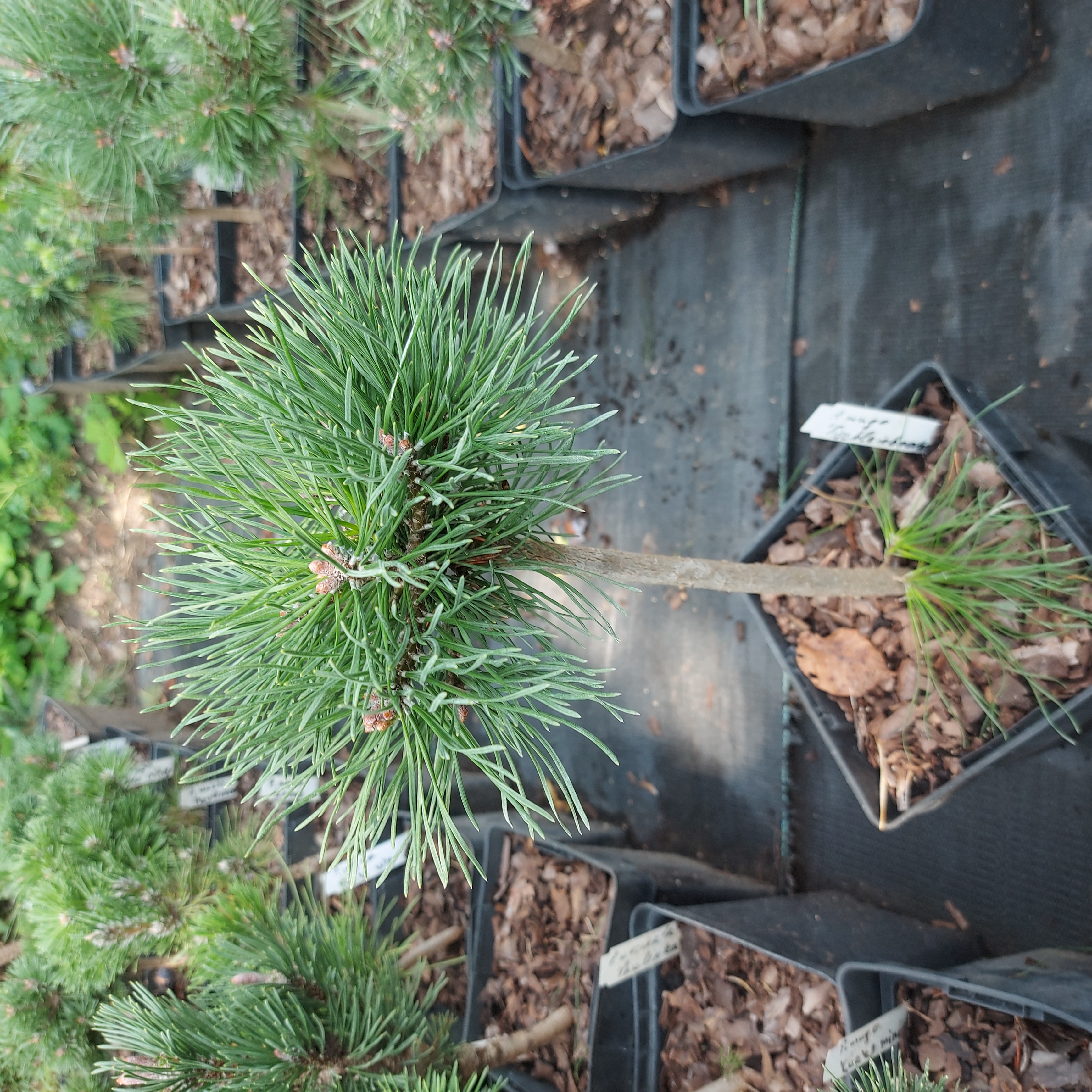 Pinus mugo 'Fischleinboden'