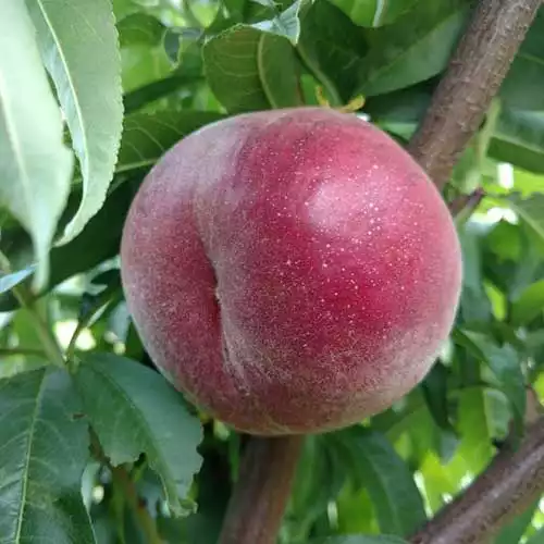 Персик Екстрім-6