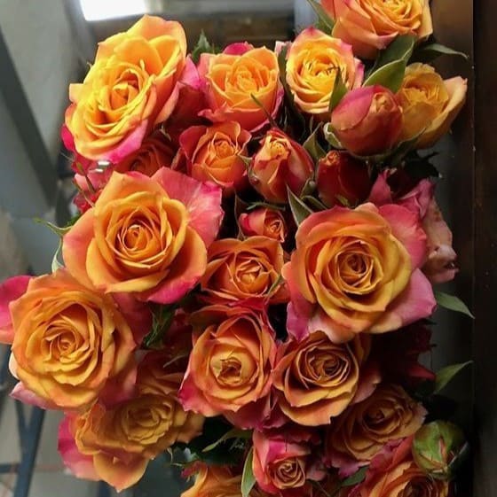 Сонора (Sonora)