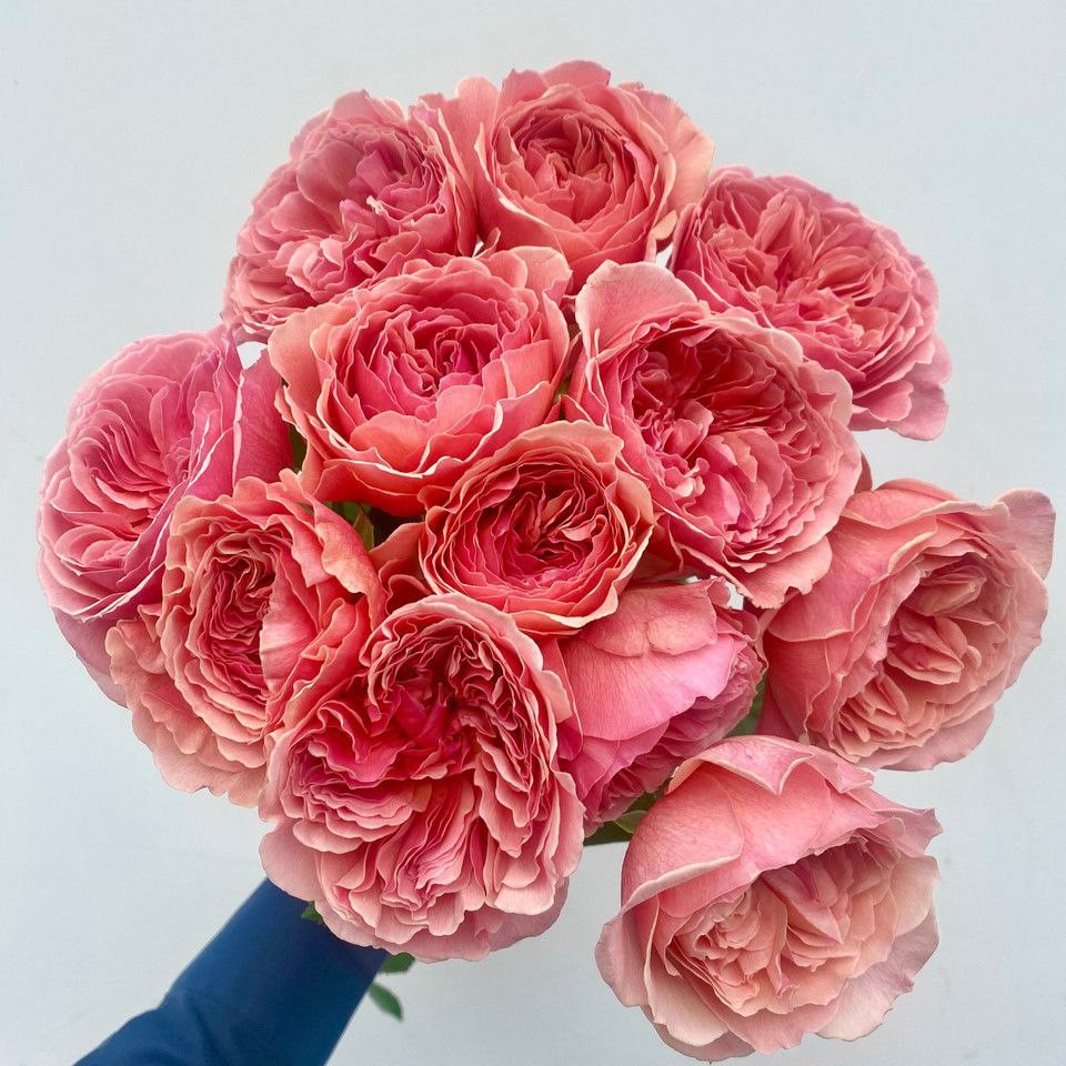 Каоліказалі (Kaolikazali)