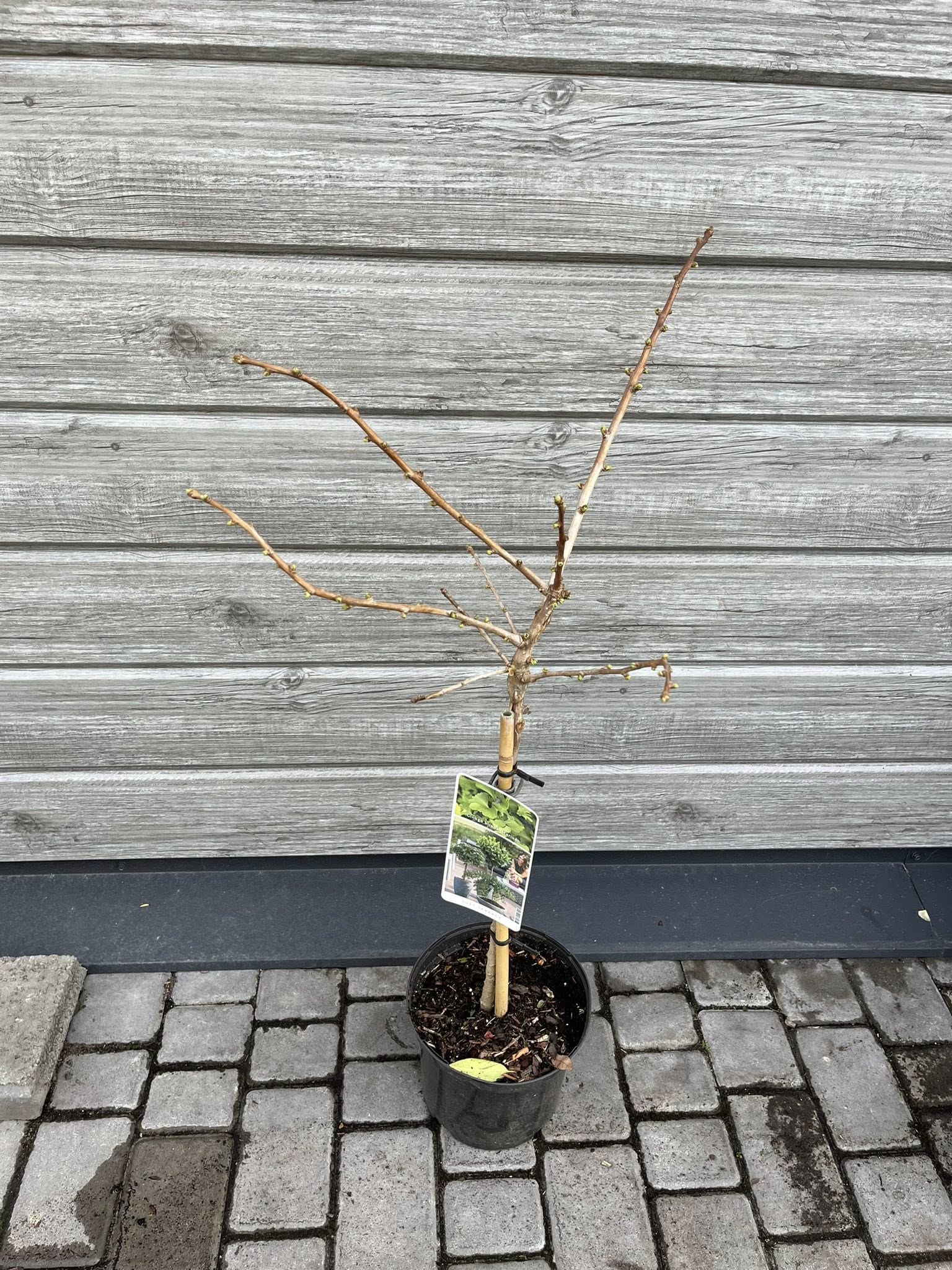 Гінкго білоба на штамбі 'Mariken' (Ginkgo biloba 'Mariken')