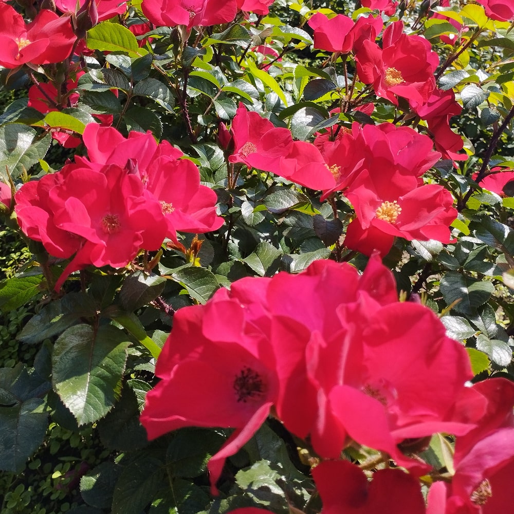 Робуста (Robusta)