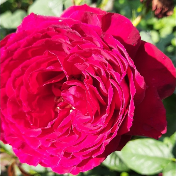 Ред Каталіна — Red Catalina