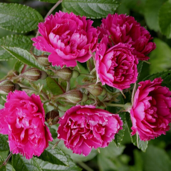 Еф Джей Гротендорст — F. J. Grootendorst (ругоза)