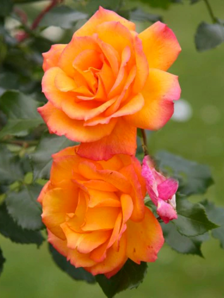 Троянда плетиста Full Moon