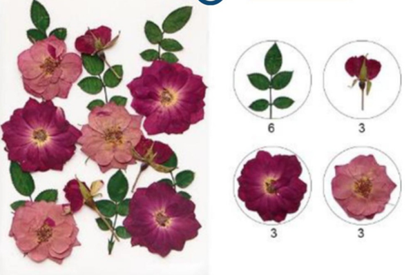 Mixed Pressed Flowers