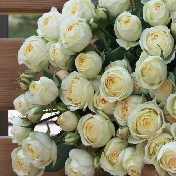 Веддінг Йо-Йо — Wedding Yo-Yo