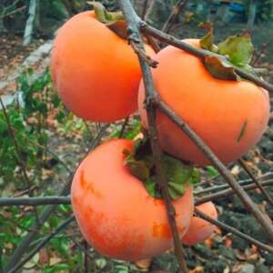 Хурма Дар Софіївки