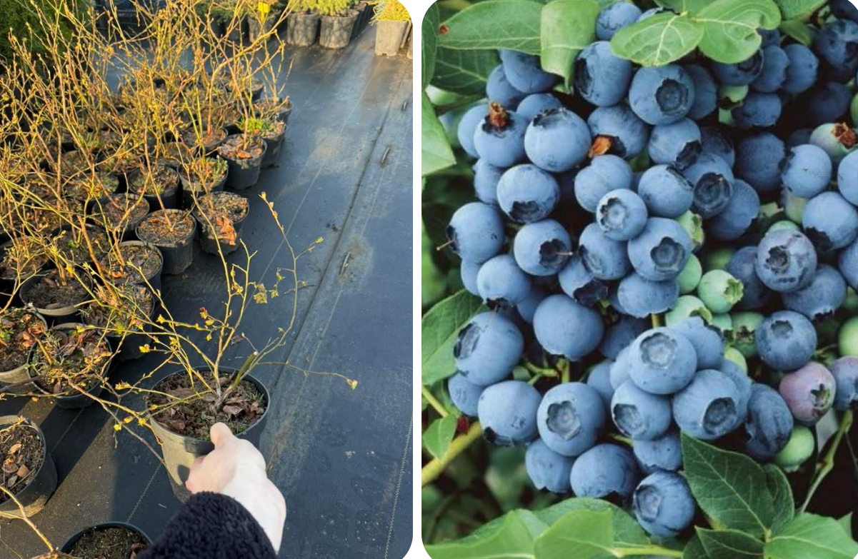 Лохина 1 шт 2 річна Торо , блю Голд , берклі