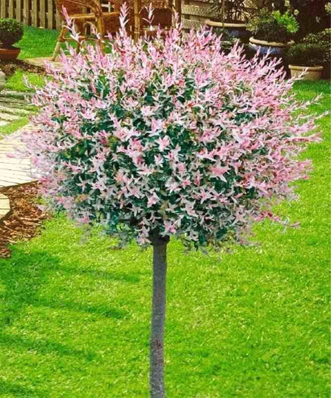 Верба цільнолиста Хакуро Нішикі