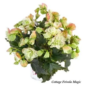 Бігонія багаторічна Cottage Frivola Magic (касетна розсада)