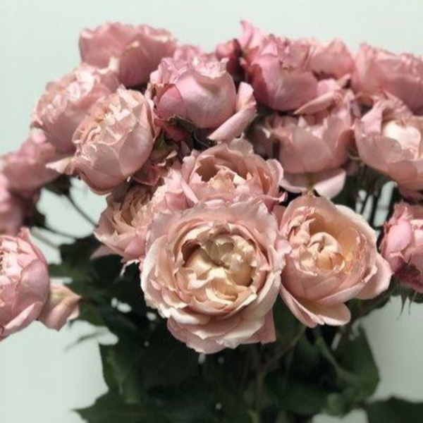 Джульєтта спрей — Julieta (спрей)