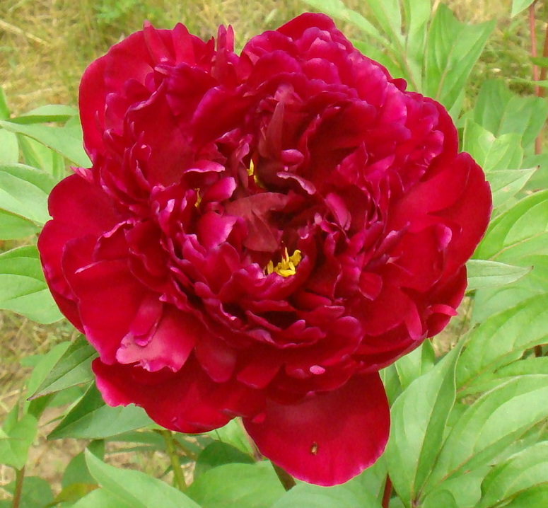 Philippe Rivoire (Філіп Рівуар)