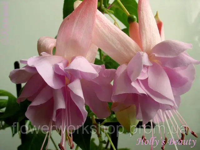 Фуксія Hollys Beauty (касетна розсада)