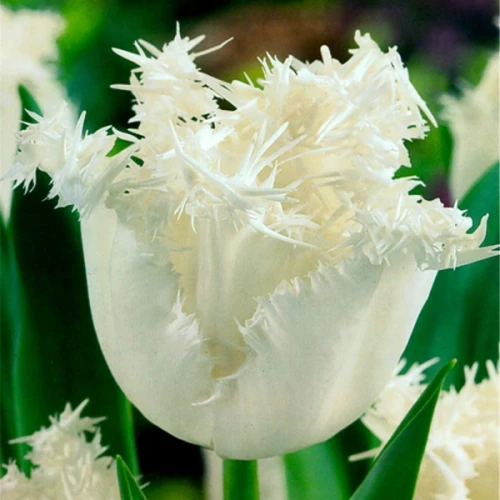 Тюльпан Бахромчатий Swan Wings
