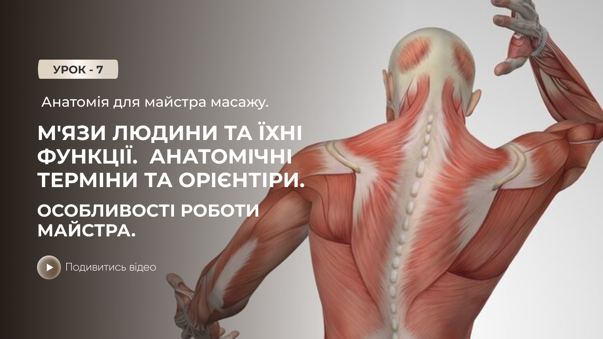 Онлайн-урок: Анатомія для майстра масажу. М'язи людини та їх функції. Анатомічні терміни та орієнтири. Особливості роботи майстра.