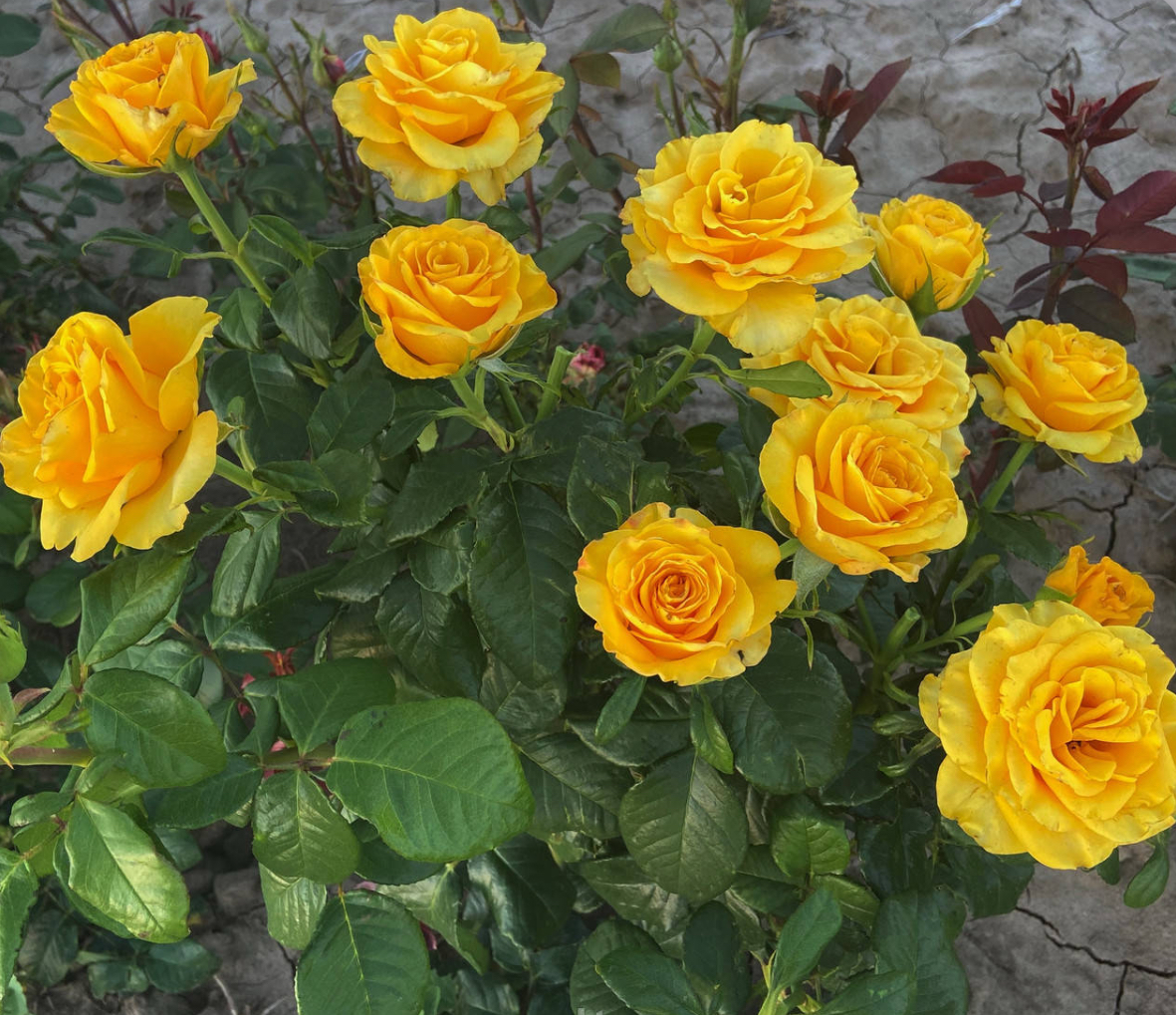 Троянда керіо 2р ( ЗКС)