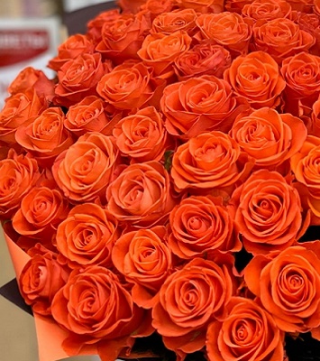 🔥 Троянда чайно-гібридна "Корвет"