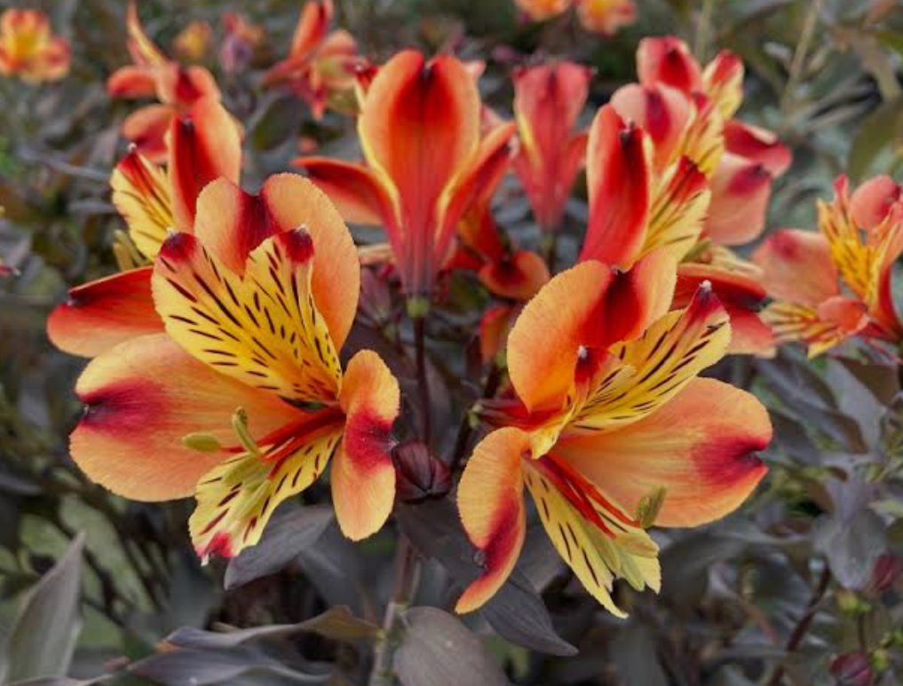 Альстромерія Indian Summer (в горщику р.16)