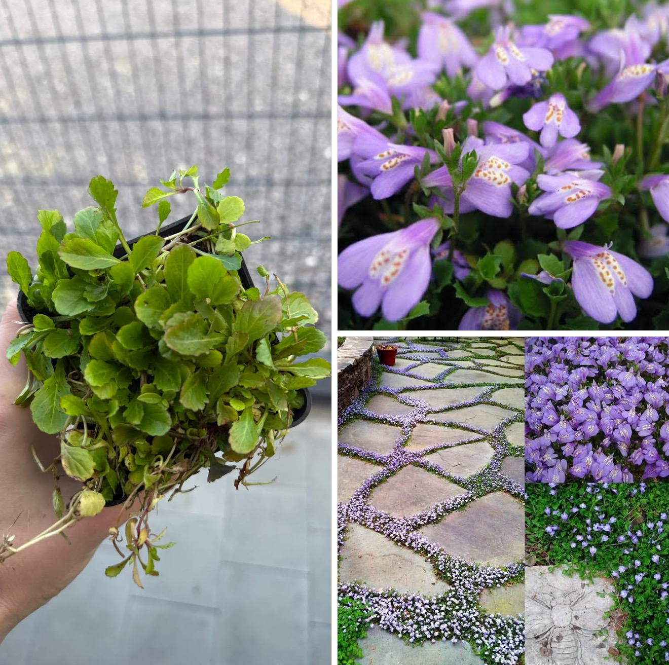 Мазус 70 грн Від 10 шт по 60 грн