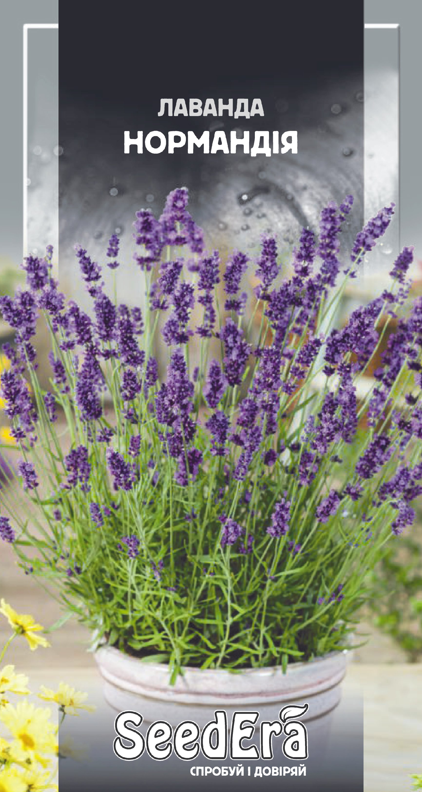 Насіння Квіти Лаванда Нормандія багаторічна, 0,1 г