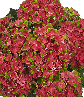 🌸 Гортензія великолистна Glossy Lips (Hydrangea macrophylla "Glossy Lips")