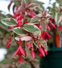 Фуксія ампельна "Tom West"