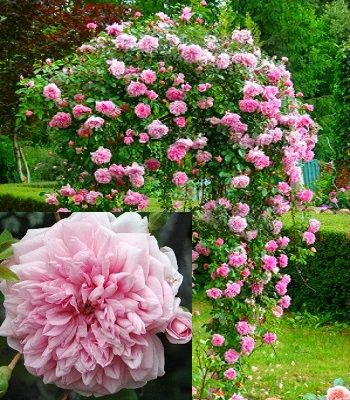 🌹 Троянда "Paul Noel"