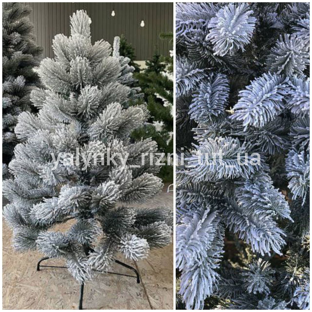 Сосна засніжена лита