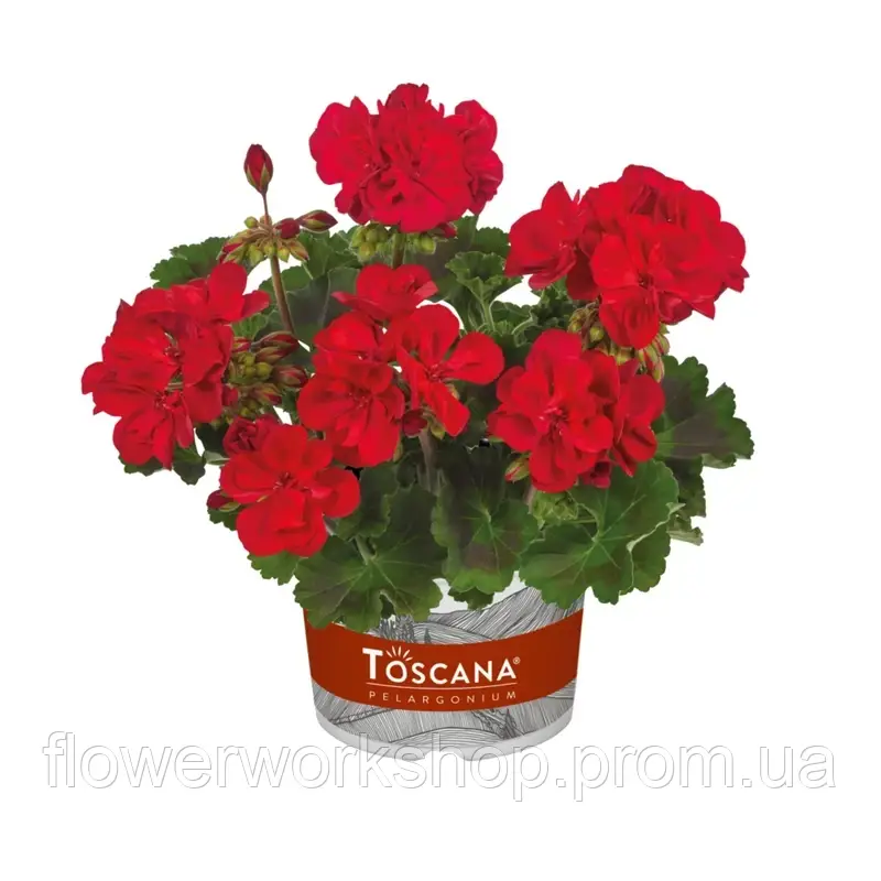 Пеларгонія Зональна Dolce Vita Gisella Dark Red (касетна розсада)