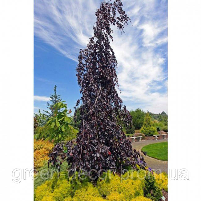 Бук європейський 'Пурпуреа Пендула Fagus sylvatica 'Purpurea Pendula'  h100-120