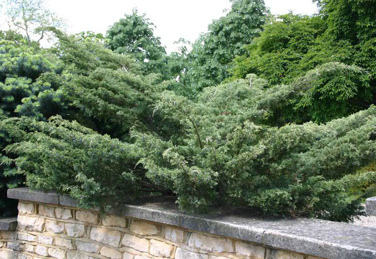 Ялівець віргінський Hetz